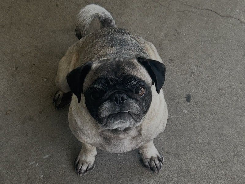 Cookie primary photo