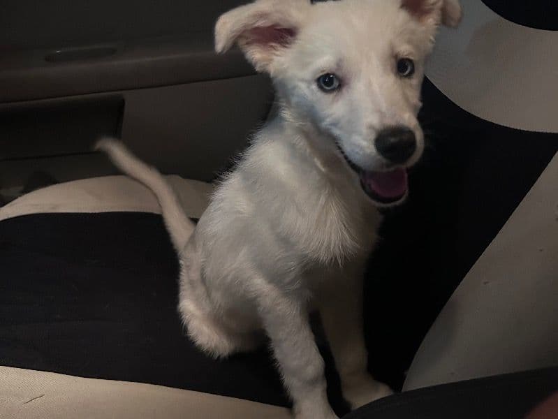 Coco primary photo