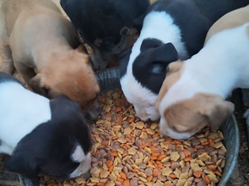 Have 5 Puppies primary photo
