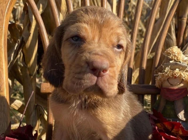 Leo primary photo