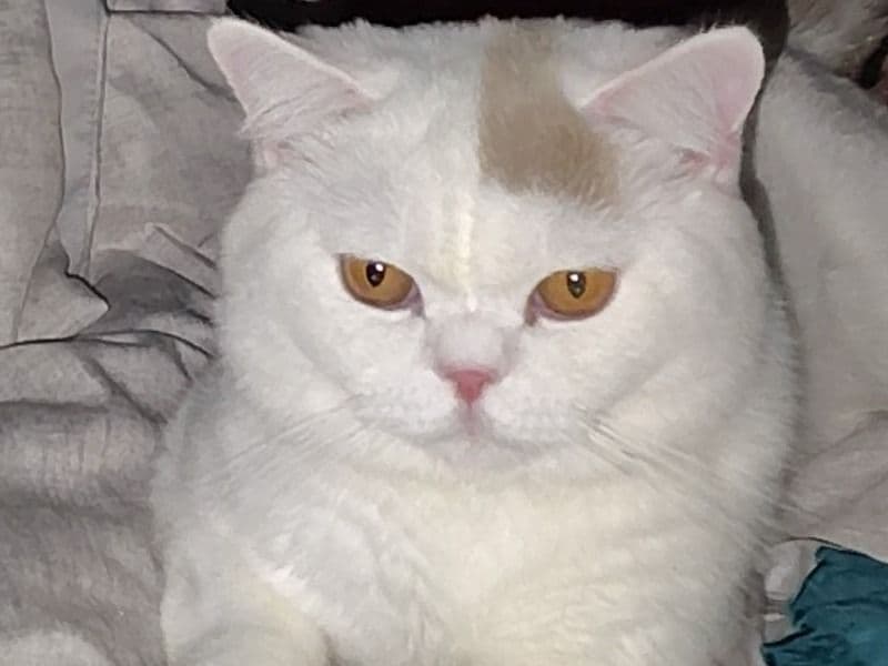 Milo primary photo
