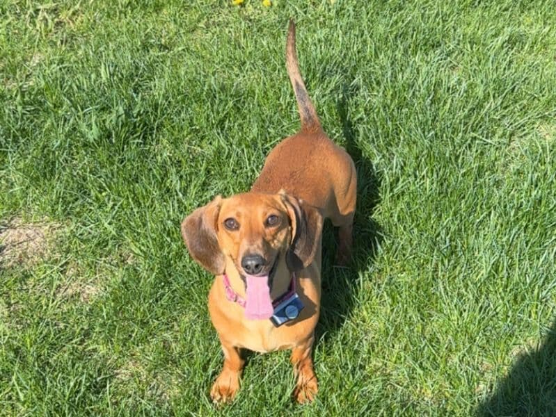 Nala primary photo