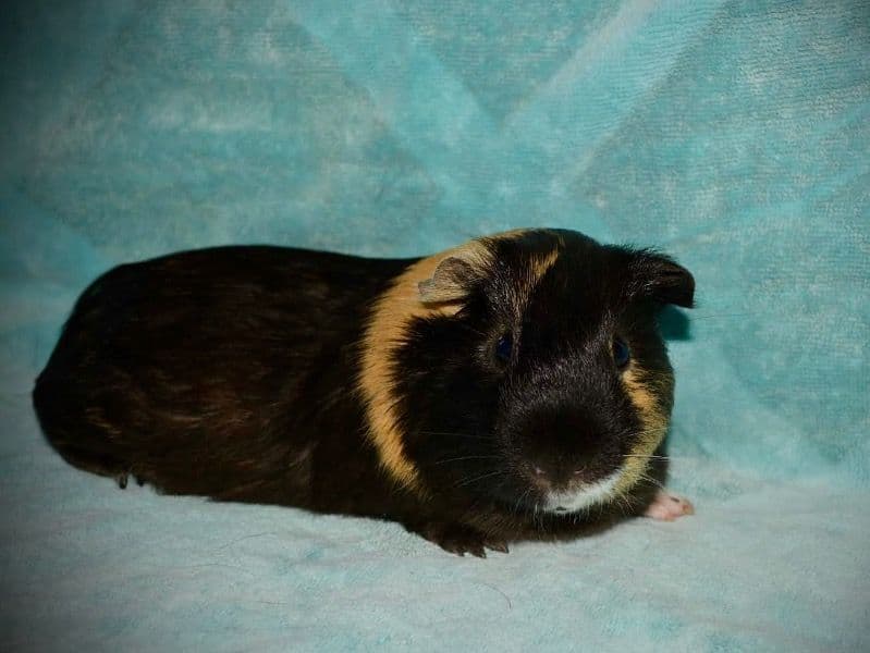 Whistle Pig primary photo
