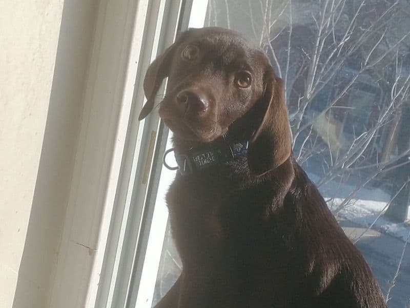 Thor primary photo