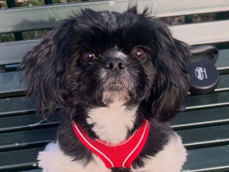 Enzo primary photo