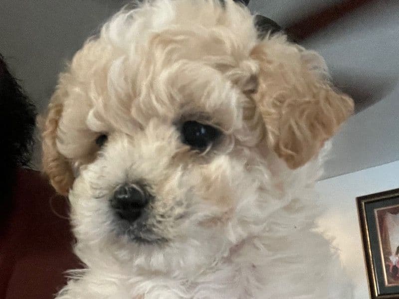Zoey primary photo