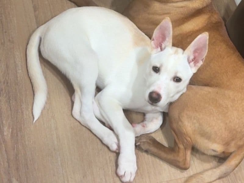 Koda primary photo