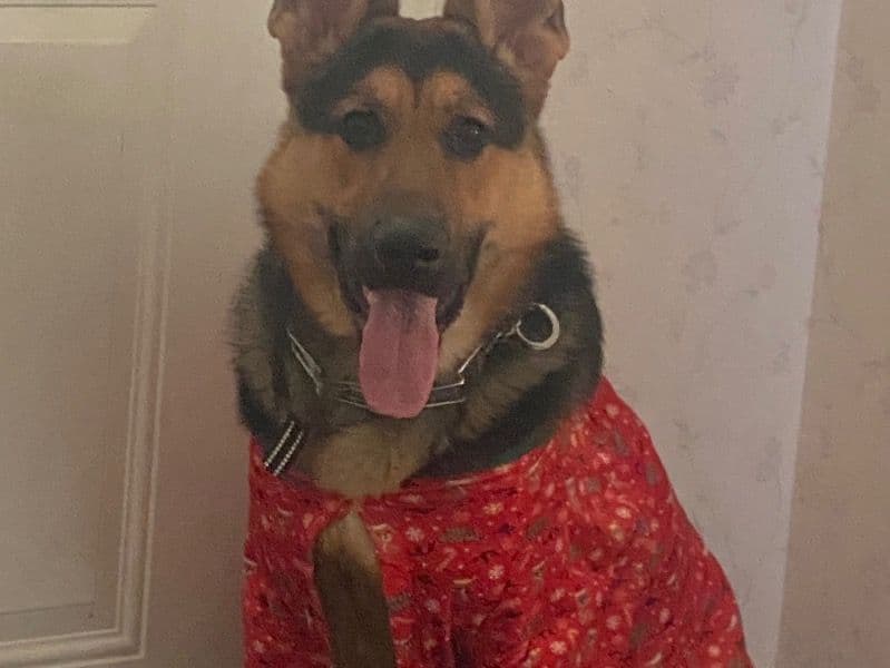 Zeus primary photo