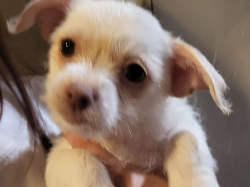 Luna primary photo