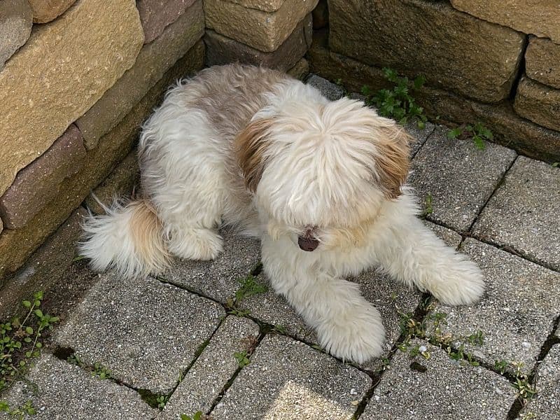 Rocky primary photo