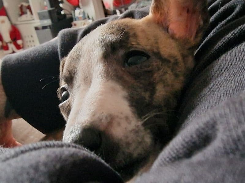 Luna primary photo