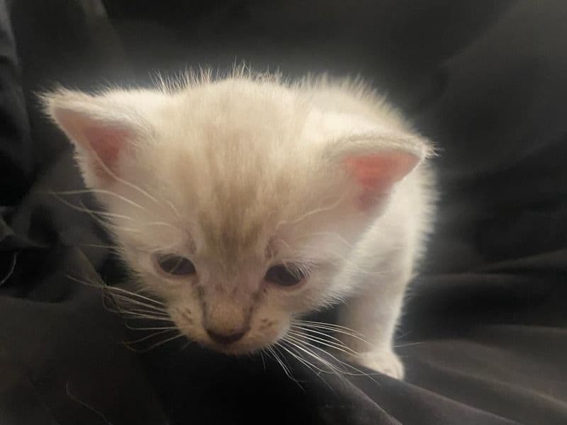 White Kitten 1 primary photo