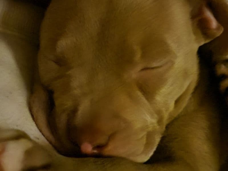 Biscuit primary photo