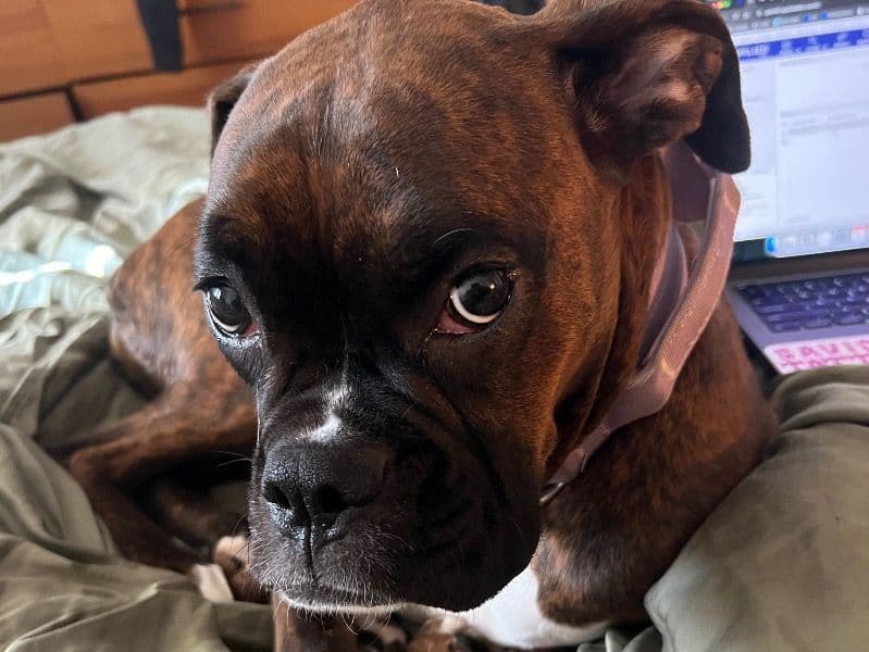 Maude primary photo