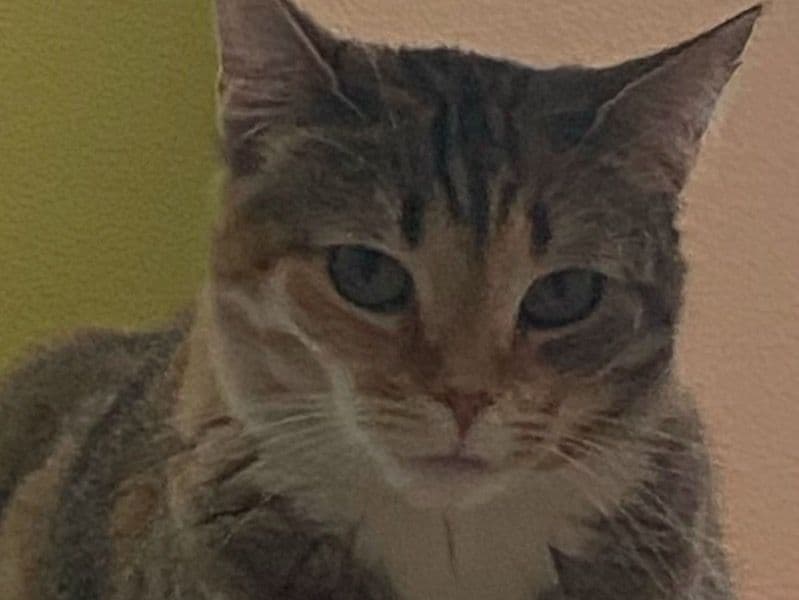 Lola primary photo