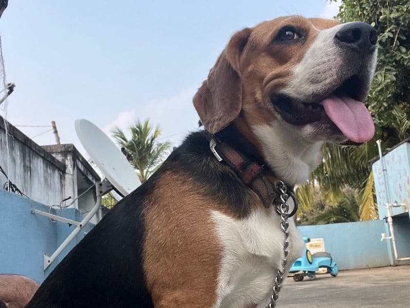 Fido primary photo