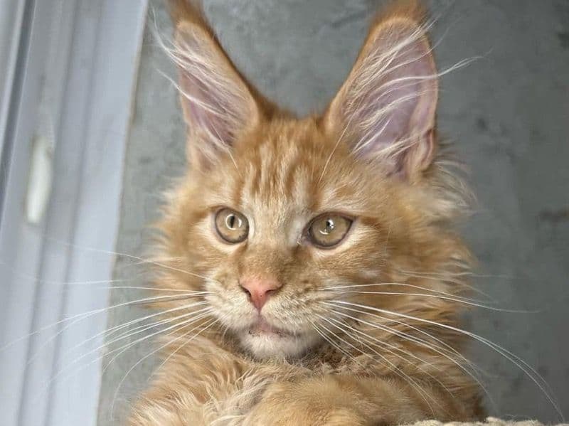 Zeus primary photo
