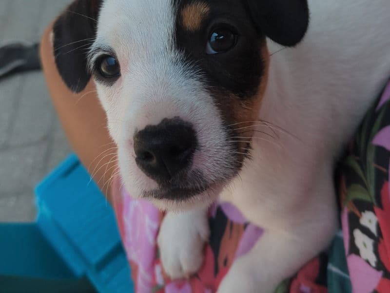 Puppy 2 Male primary photo