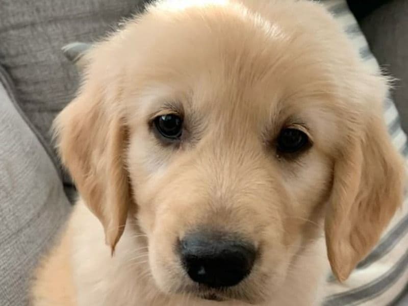 Daisy primary photo