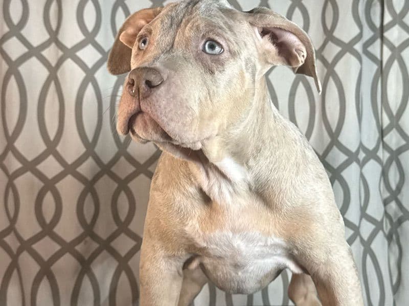Lola primary photo