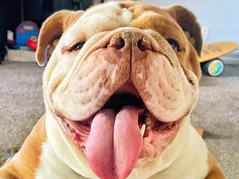 Dozer primary photo