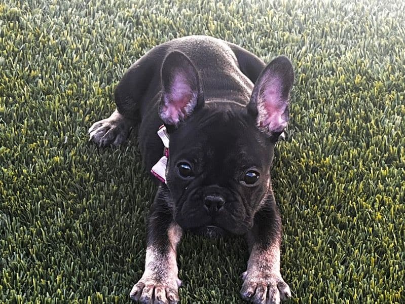 Bella primary photo