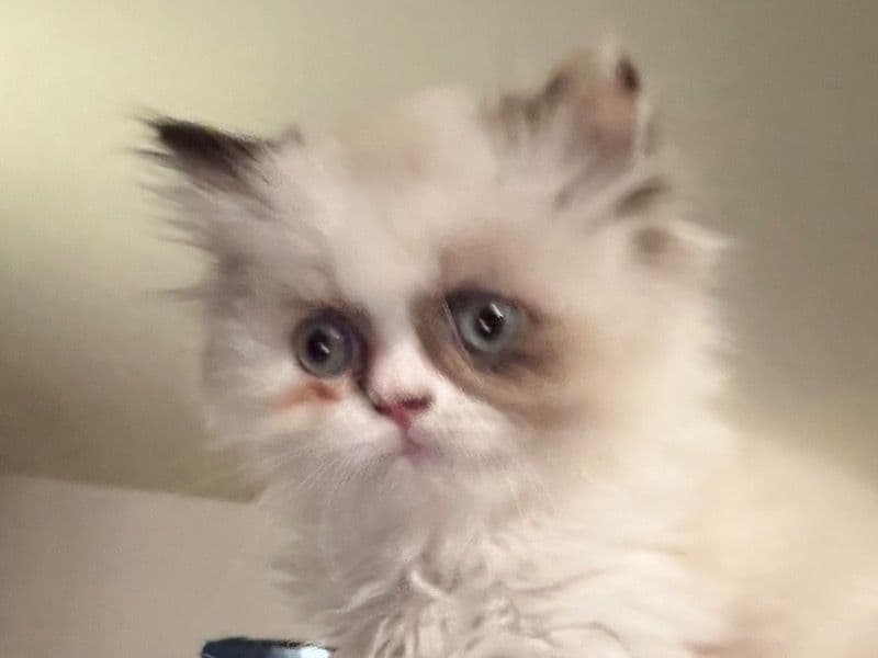 Callie primary photo
