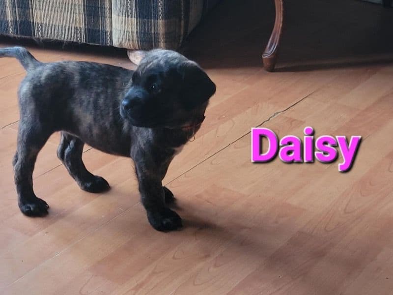 Daisy primary photo