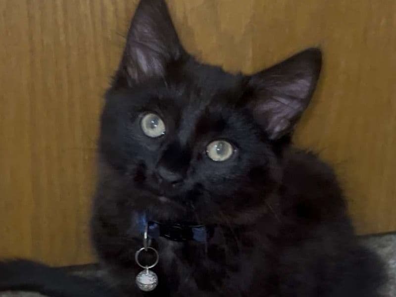 Bear primary photo