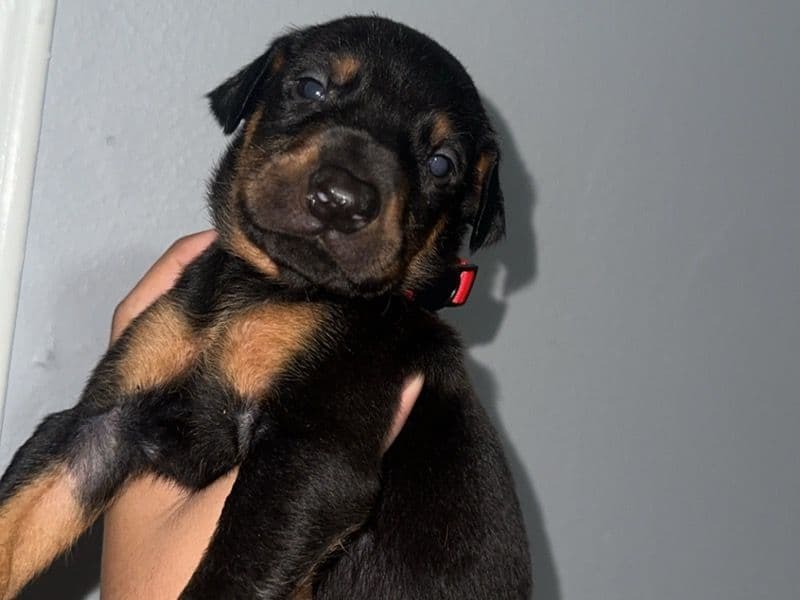 Puppies primary photo