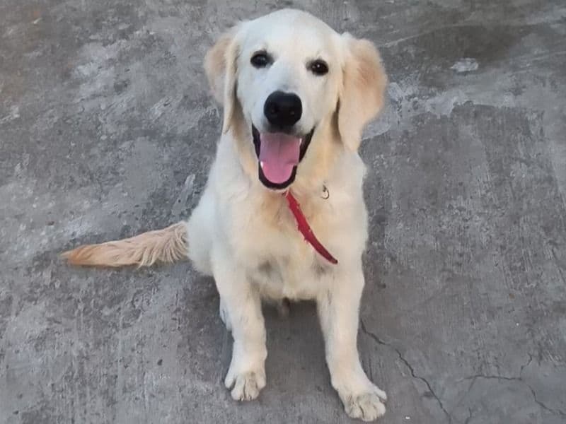 Simba primary photo
