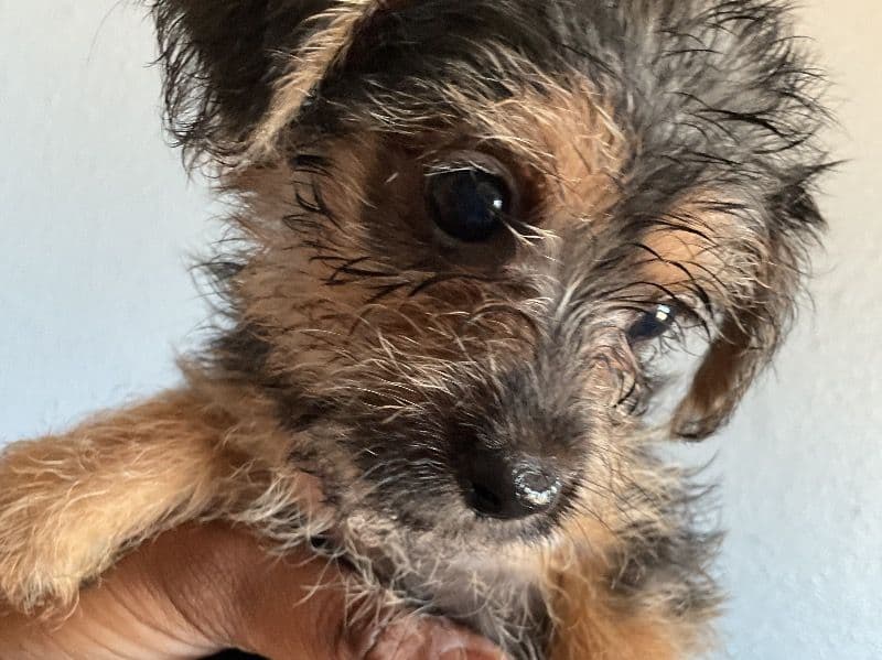 Puppy primary photo