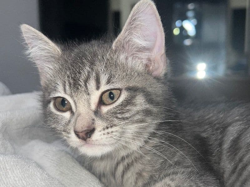 Luna primary photo