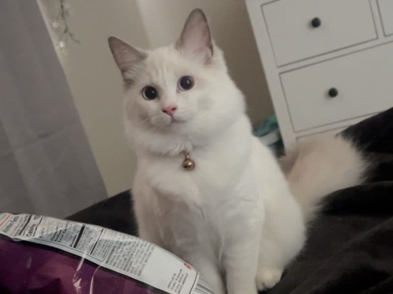Bean primary photo