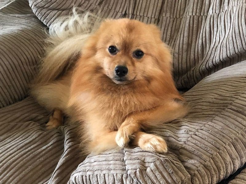 Milo primary photo