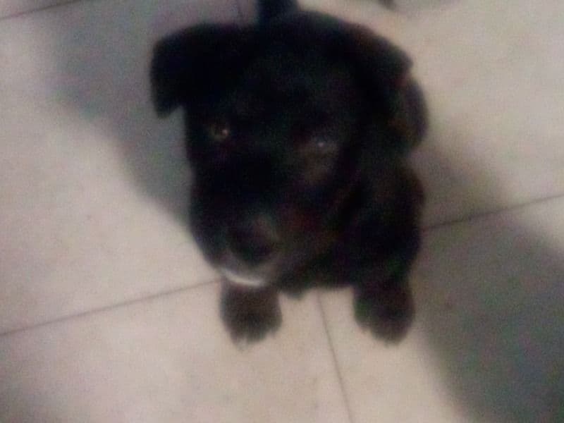 Luna primary photo