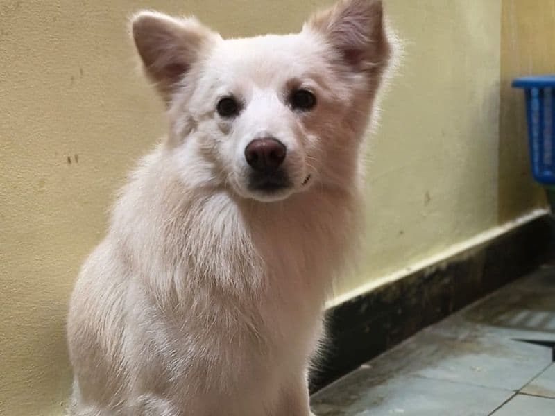 Toby primary photo
