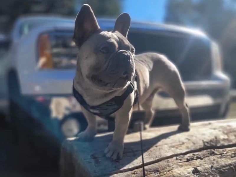 Frenchie primary photo