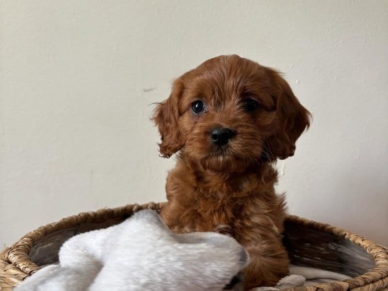 Louie primary photo