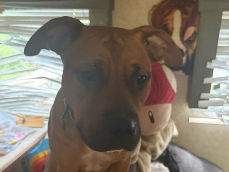 Cinnamon primary photo