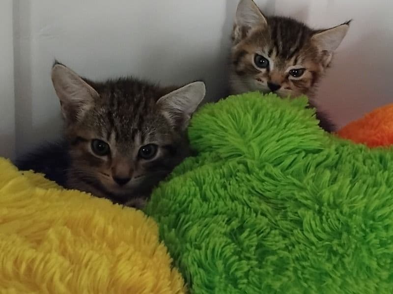 2 Kittens, 2 Boys primary photo