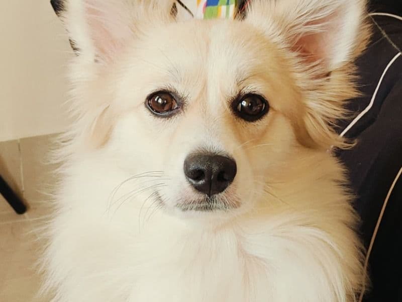 Brownie primary photo