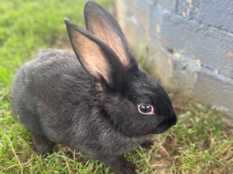 Bunnies primary photo