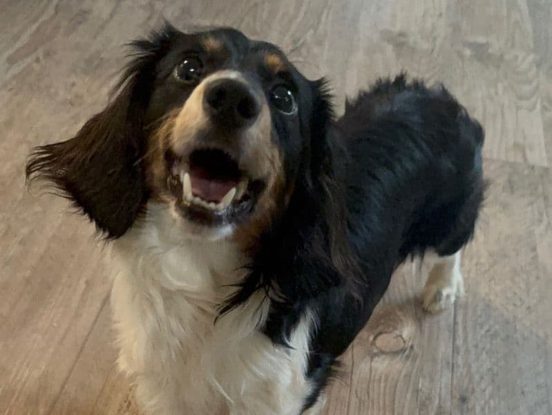 Remington (remi) primary photo