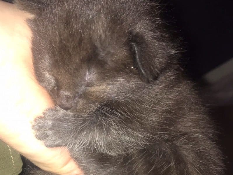 Baloo (optional) primary photo