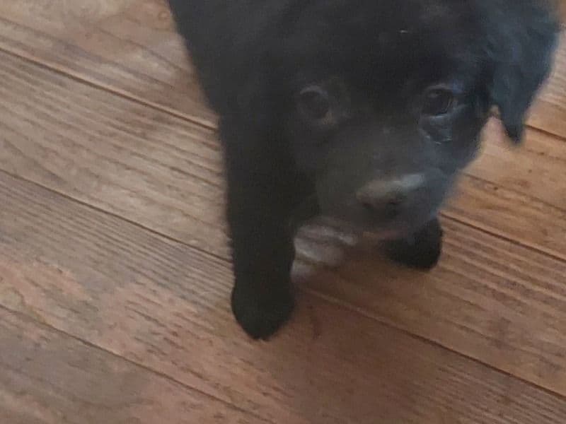 Black Pup primary photo