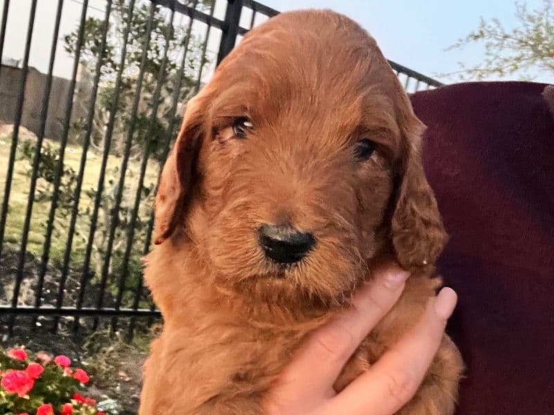 Teddy primary photo