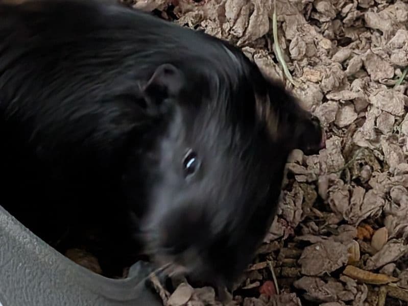 Mocha And Guinea Poo primary photo