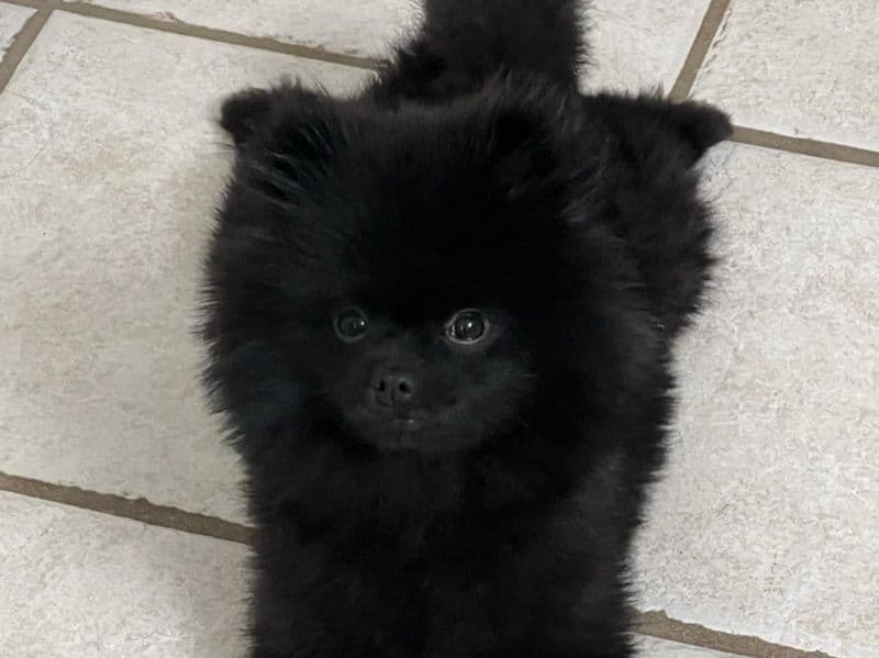 Biggie primary photo