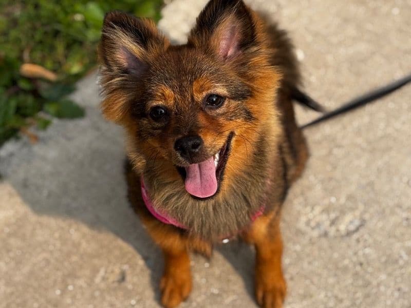 Coco primary photo